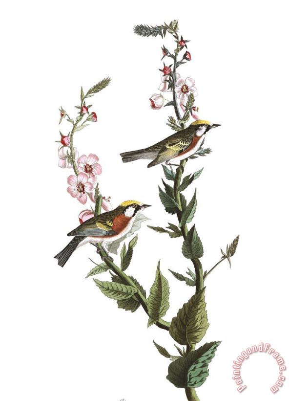 Chestnut Sided Warbler painting - John James Audubon Chestnut Sided Warbler Art Print