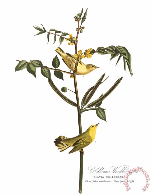Children's Warbler painting - John James Audubon Children's Warbler Art Print
