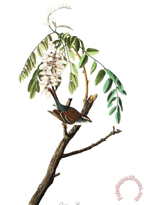 John James Audubon Chipping Sparrow Art Painting
