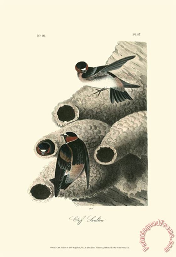 John James Audubon Cliff Swallow Art Painting