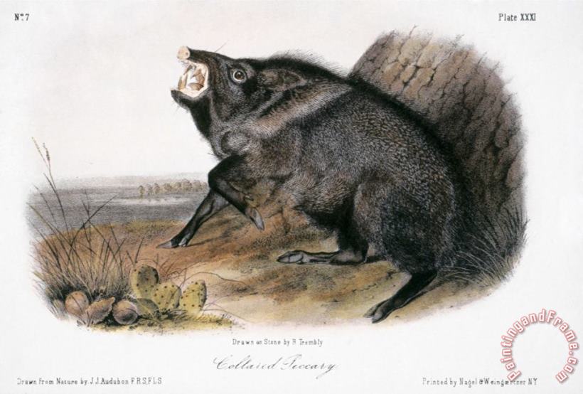 John James Audubon Collared Peccary 1846 Art Painting