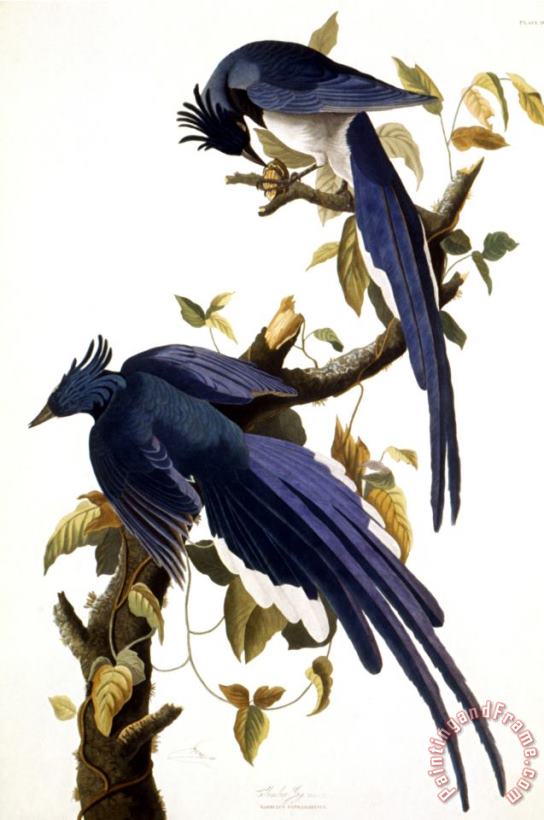 John James Audubon Columbia Jay 1830 Art Print
