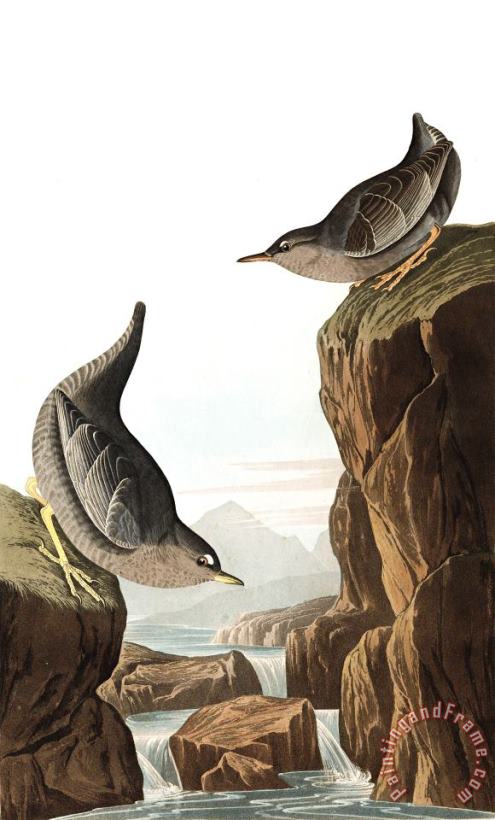 John James Audubon Columbian Water Ouzel, Or Arctic Water Ouzel Art Print
