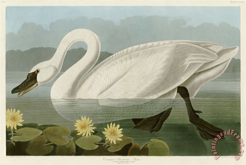 John James Audubon Common American Swan Art Print