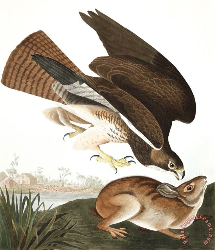 Common Buzzard painting - John James Audubon Common Buzzard Art Print