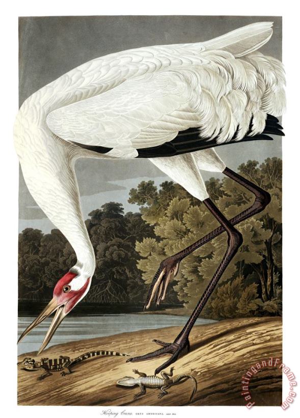 Common Cormorant painting - John James Audubon Common Cormorant Art Print