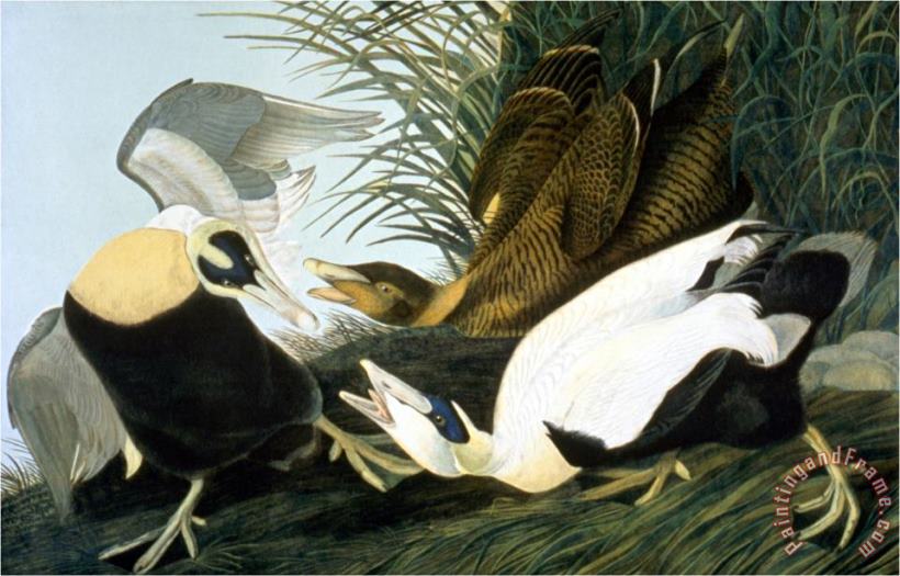 Common Eider Eider Duck painting - John James Audubon Common Eider Eider Duck Art Print