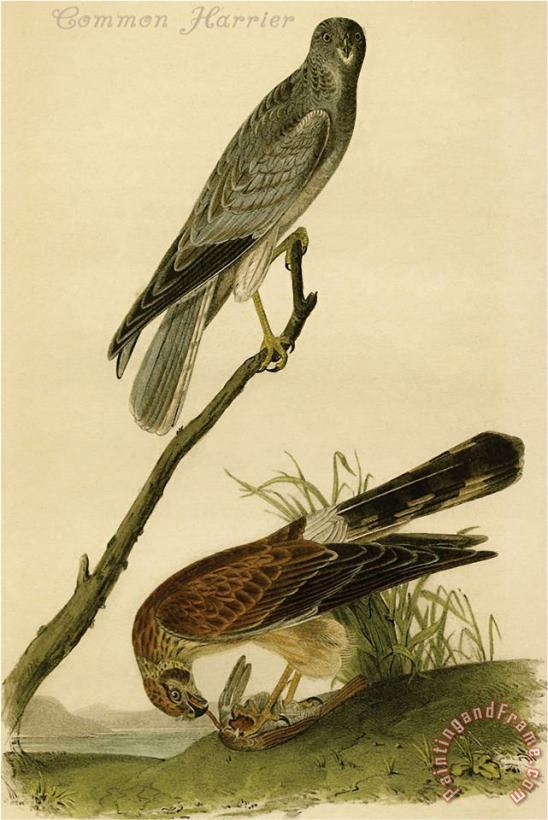 John James Audubon Common Harrier Art Print