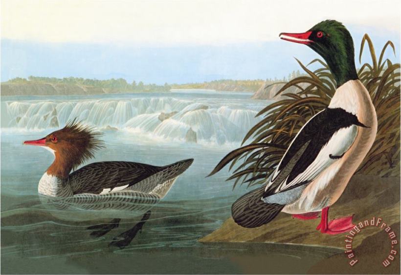 Common Merganser painting - John James Audubon Common Merganser Art Print