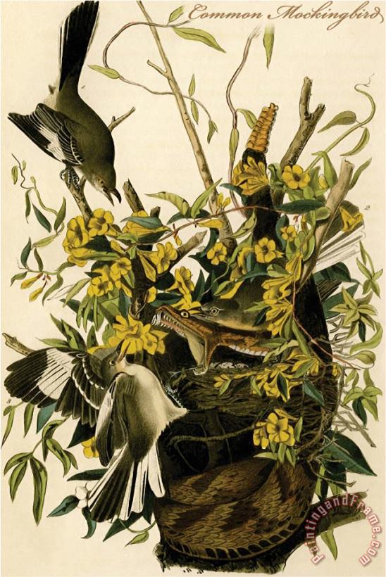 Common Mockingbird painting - John James Audubon Common Mockingbird Art Print