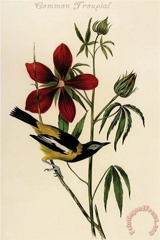 John James Audubon Common Troupial Art Painting