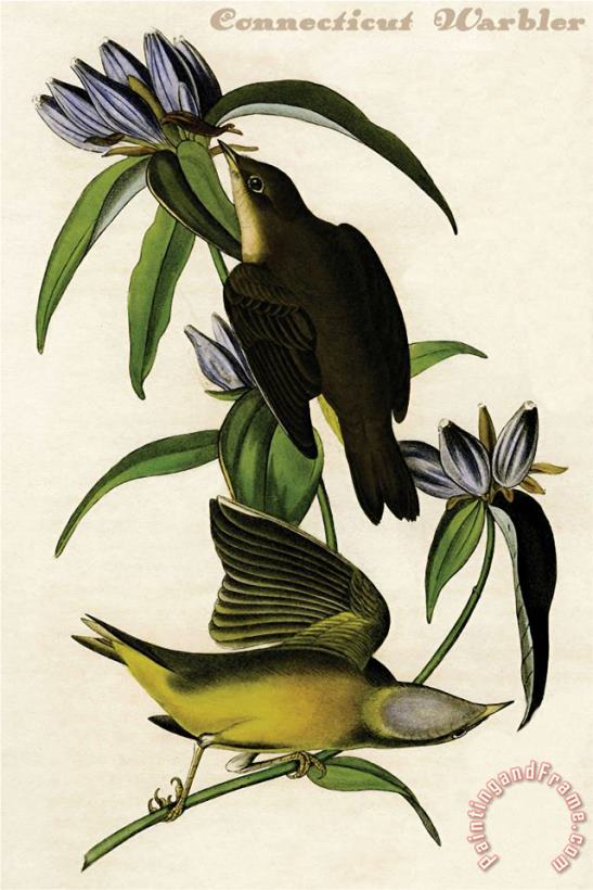 John James Audubon Connecticut Warbler Art Painting