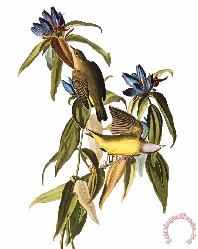 John James Audubon Connecticut Warbler Art Print