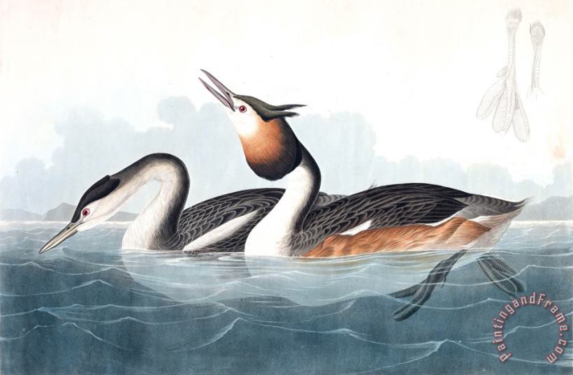 John James Audubon Crested Grebe Art Print