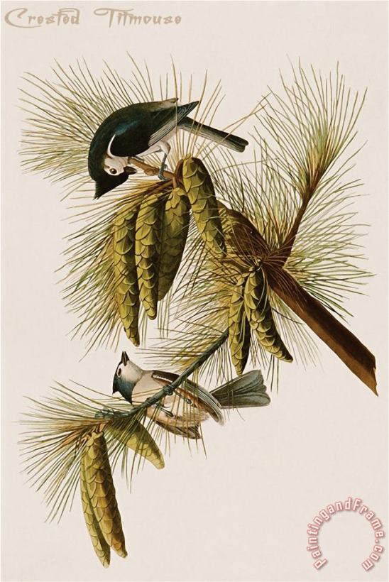 Crested Titmouse painting - John James Audubon Crested Titmouse Art Print