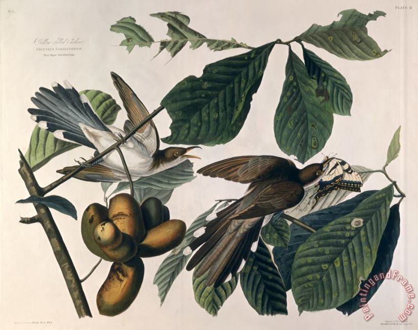 Cuckoo painting - John James Audubon Cuckoo Art Print