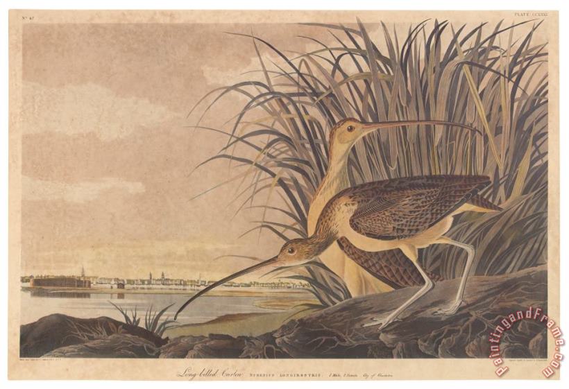 Curlew painting - John James Audubon Curlew Art Print