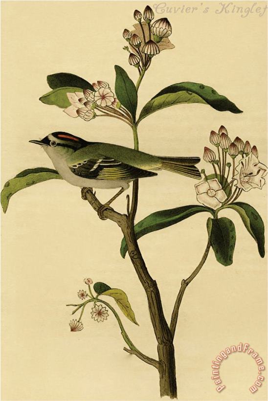 Cuvier S Kinglet painting - John James Audubon Cuvier S Kinglet Art Print