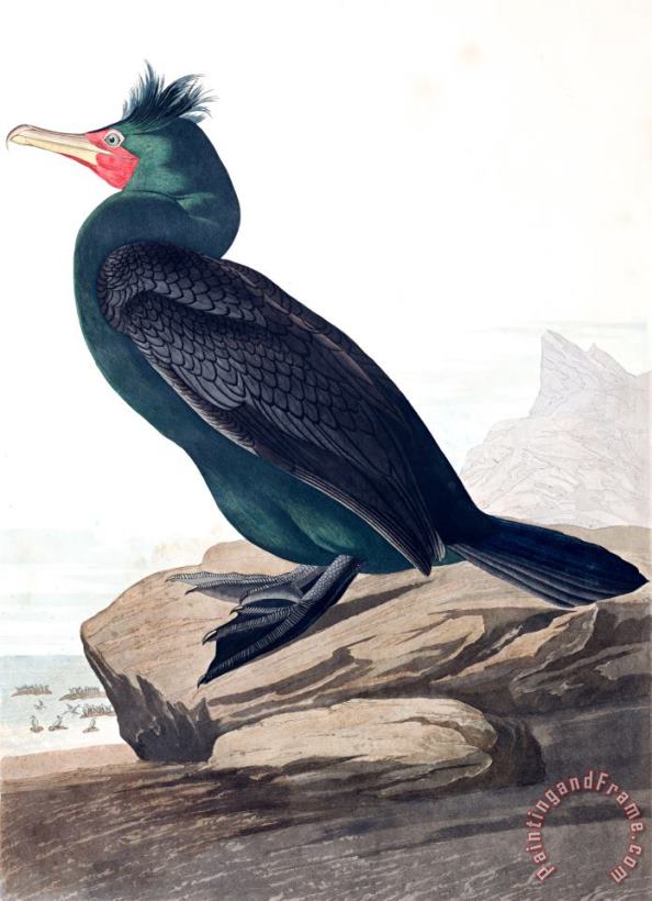 Double Crested Cormorant painting - John James Audubon Double Crested Cormorant Art Print