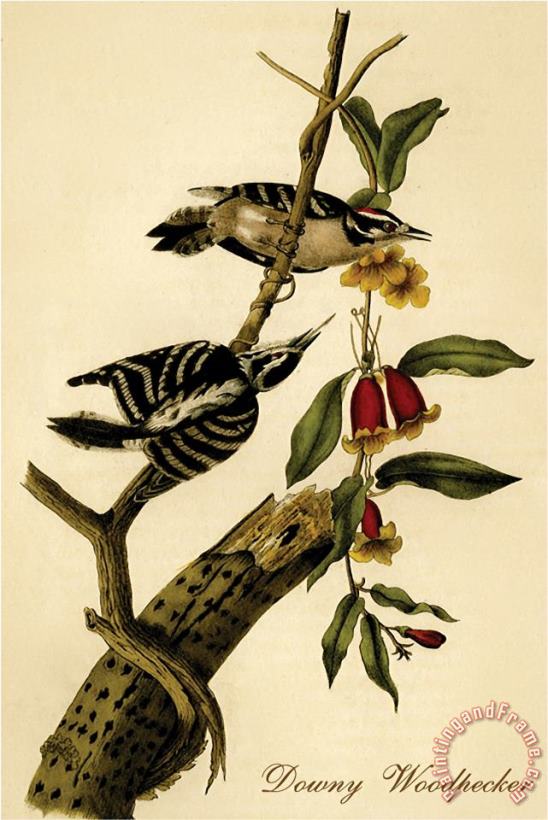 John James Audubon Downy Woodpecker Art Painting
