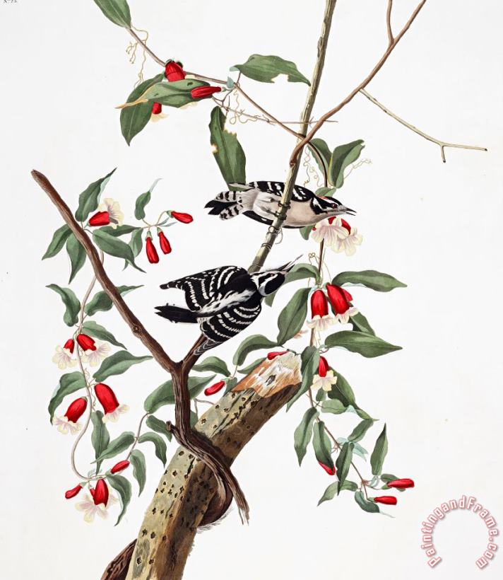 John James Audubon Downy Woodpecker Art Painting