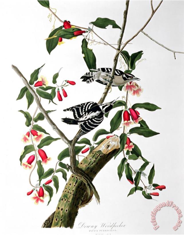 Downy Woodpecker From Birds of America painting - John James Audubon Downy Woodpecker From Birds of America Art Print