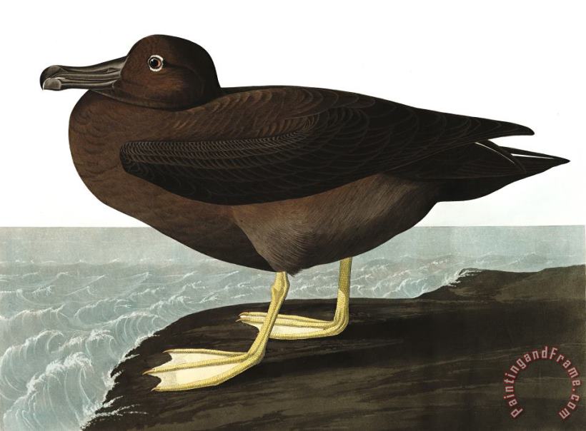 Dusky Albatros painting - John James Audubon Dusky Albatros Art Print