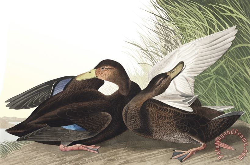John James Audubon Dusky Duck Art Painting