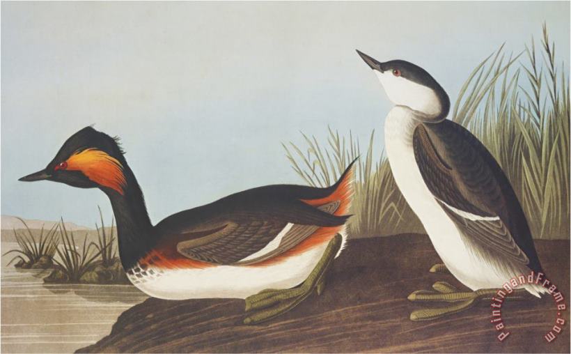 Eared Grebe painting - John James Audubon Eared Grebe Art Print
