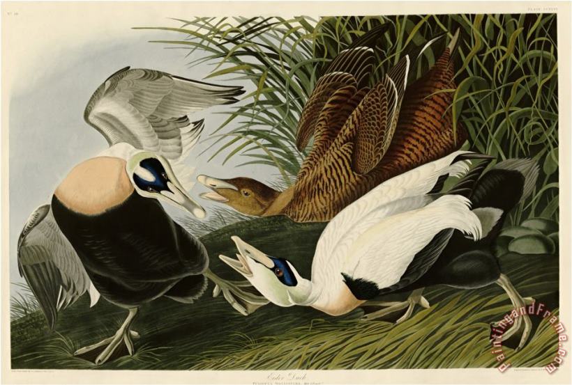 John James Audubon Eider Duck Art Painting