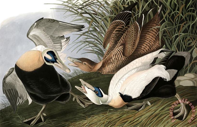 Eider Duck painting - John James Audubon Eider Duck Art Print