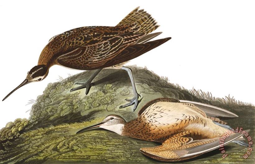 John James Audubon Esquimaux Curlew Art Print