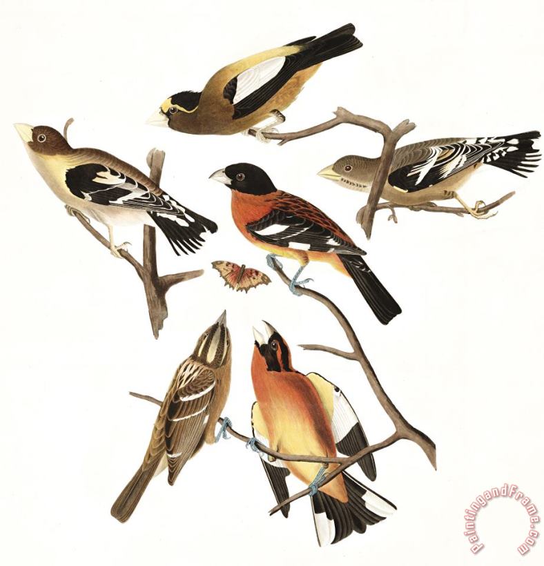 John James Audubon Evening Grosbeak, Or Spotted Grosbeak Art Print