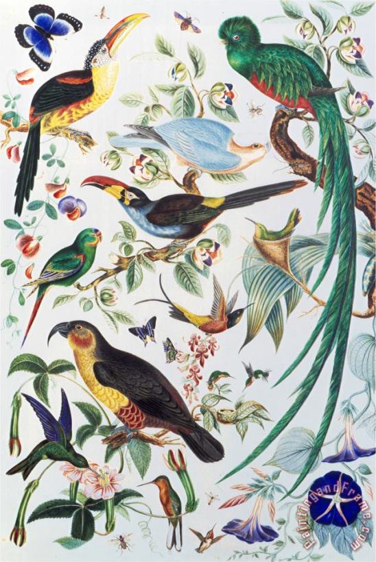 John James Audubon Exotic Parrots C 1850 Art Painting