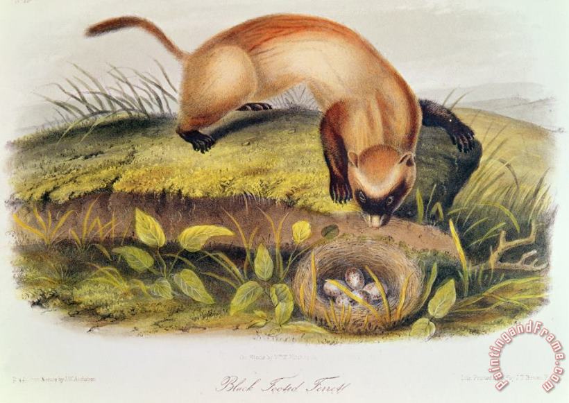 Ferret painting - John James Audubon Ferret Art Print