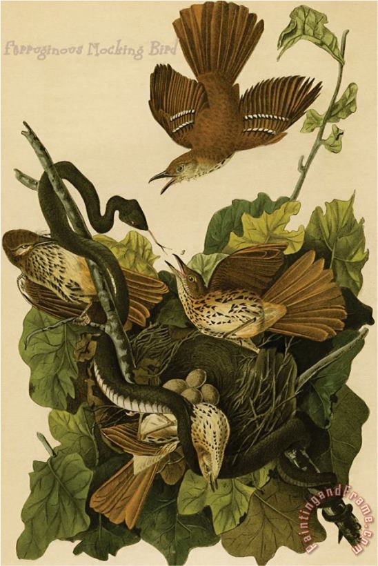 Ferruginous Mocking Bird painting - John James Audubon Ferruginous Mocking Bird Art Print