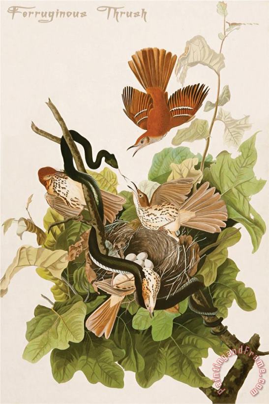 Ferruginous Thrush painting - John James Audubon Ferruginous Thrush Art Print