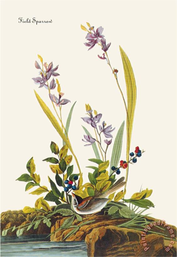 Field Sparrow painting - John James Audubon Field Sparrow Art Print