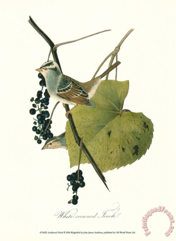 Finch painting - John James Audubon Finch Art Print