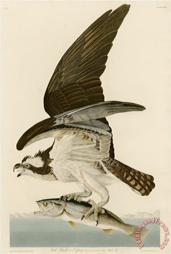 John James Audubon Fish Hawk Or Osprey Art Painting