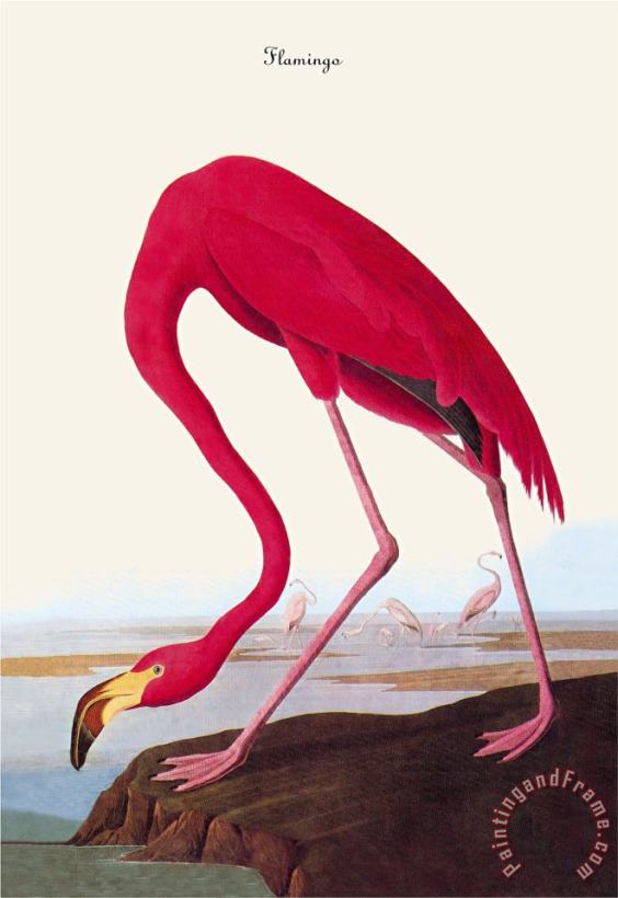 John James Audubon Flamingo Art Painting