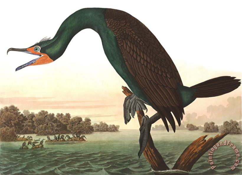 John James Audubon Florida Cormorant Art Painting