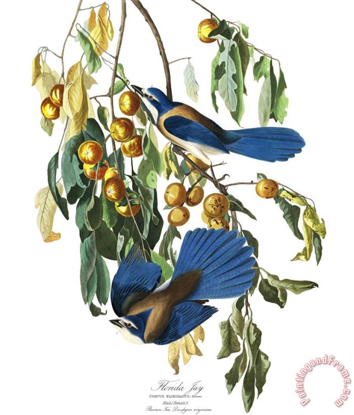 John James Audubon Florida Jay Art Print