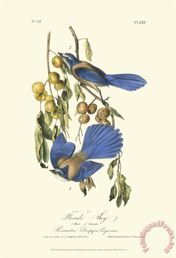 John James Audubon Florida Jays Art Print