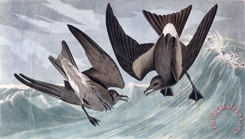 Fork Tail Petrel painting - John James Audubon Fork Tail Petrel Art Print