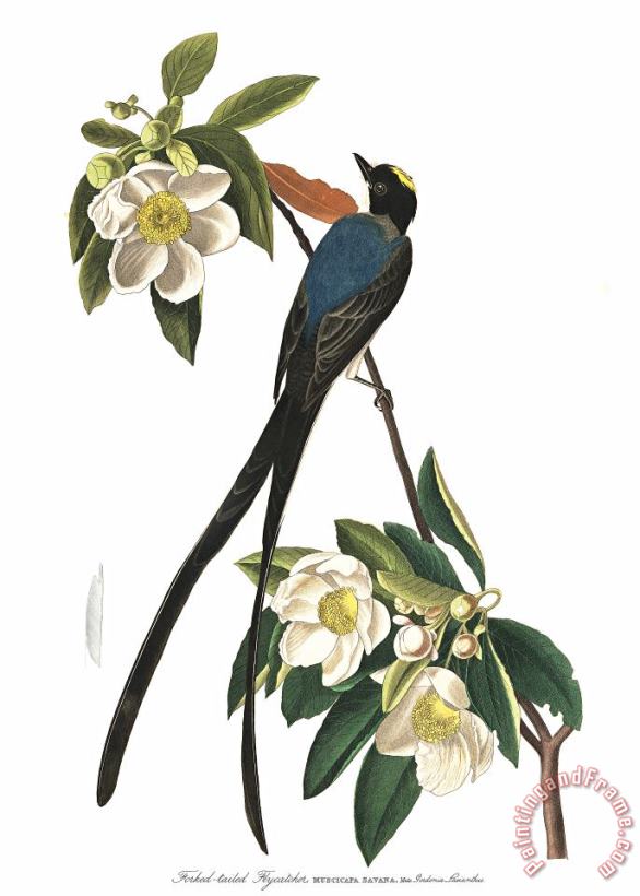 John James Audubon Fork Tailed Flycatcher Art Painting