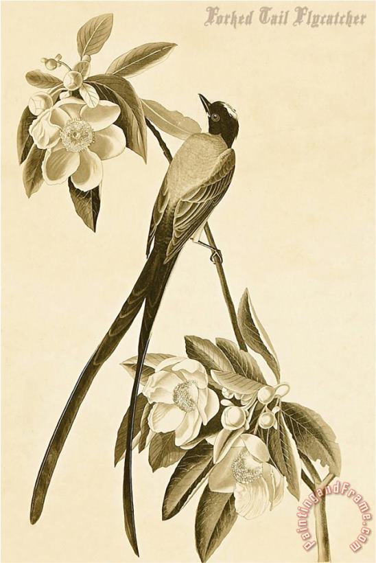 John James Audubon Forked Tail Flycatcher Art Print