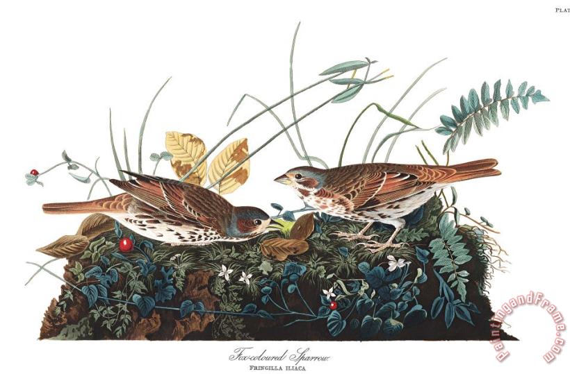 John James Audubon Fox Coloured Sparrow Art Painting