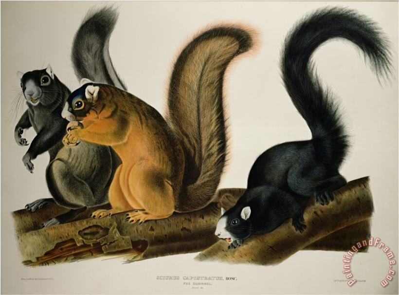 John James Audubon Fox Squirrel From Quadrupeds of America 1845 Art Painting