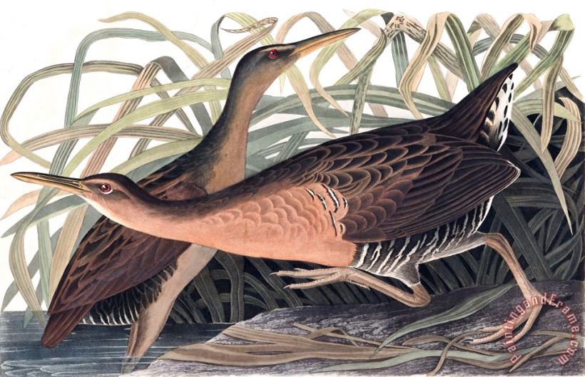 John James Audubon Fresh Water Marsh Hen Art Painting